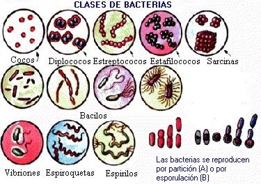 BACTERIAS