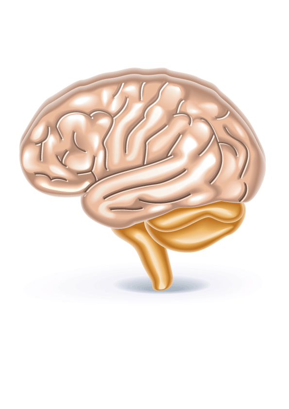 EL CEREBRO