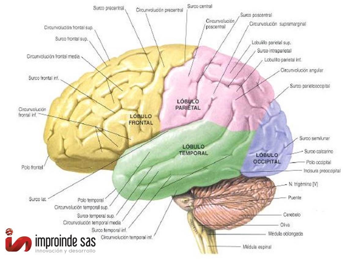 EL CEREBRO