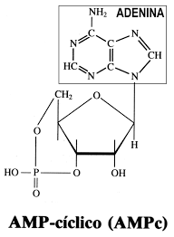 MOLECULAS BIOLÓGICAS