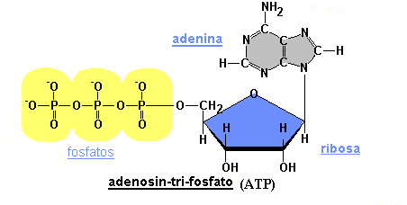 MOLECULAS BIOLÓGICAS