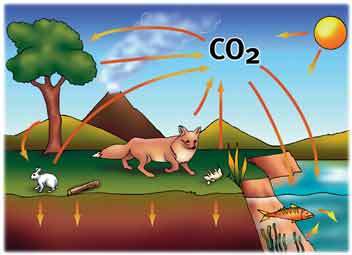 Características del átomo de carbono