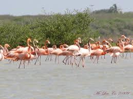 Manejo y conservación de la Fauna Silvestre como recurso