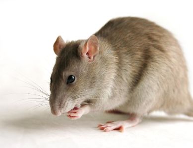 Reemplazo de la fauna endémica por fauna introducida y sus consecuencias