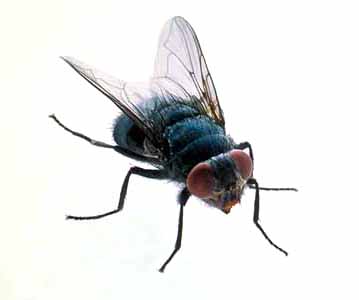 Reemplazo de la fauna endémica por fauna introducida y sus consecuencias