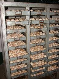 Producción de Pollo para el Consumo Humano en Colombia