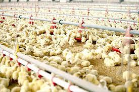 Producción de Pollo para el Consumo Humano en Colombia