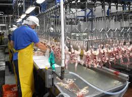 Producción de Pollo para el Consumo Humano en Colombia