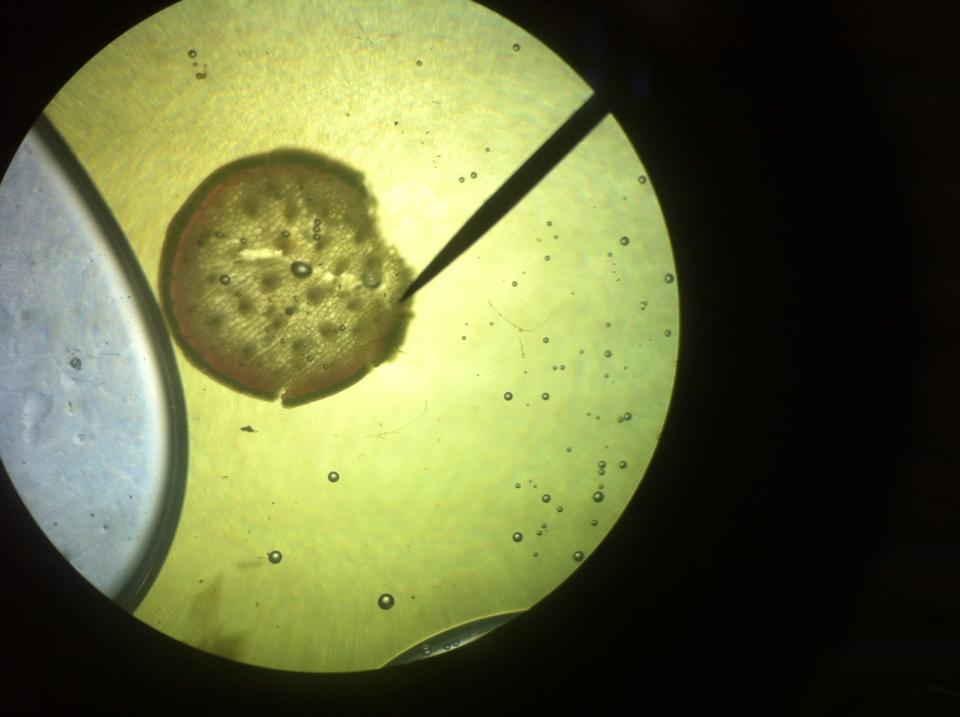INFORME DE LABORATORIO