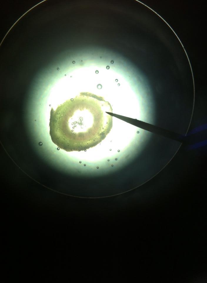 INFORME DE LABORATORIO