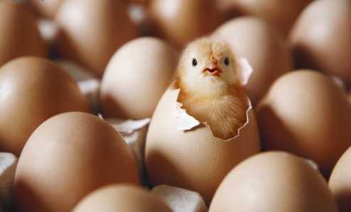 Proceso de Producción del pollo para el consumo humano en Colombia