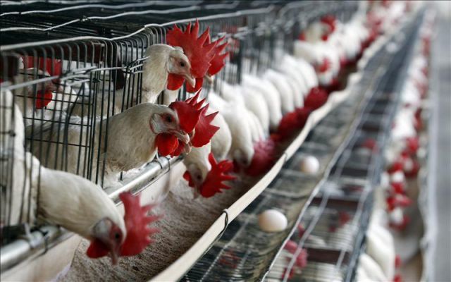 Proceso de Producción del pollo para el consumo humano en Colombia