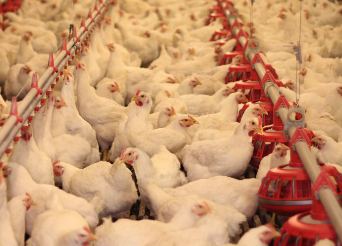 Proceso de Producción del pollo para el consumo humano en Colombia
