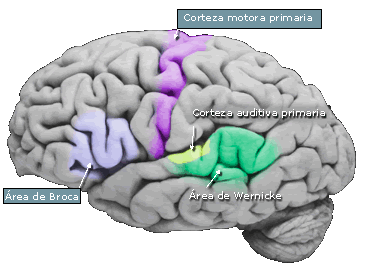 La diferencia entre síndromes neuropsicológicos y cuadros Psiquiátricos.