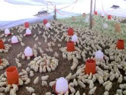 Procesos de Producción del Pollo para el consumo humano en Colombia