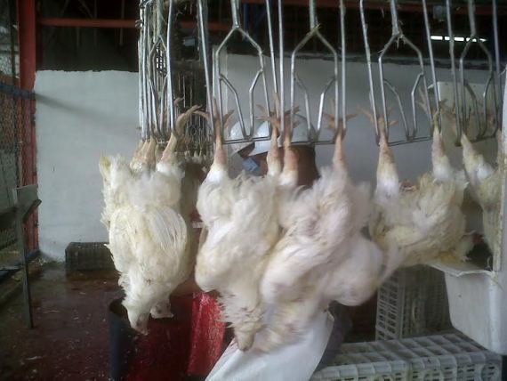 Procesos de Producción del Pollo para el consumo humano en Colombia