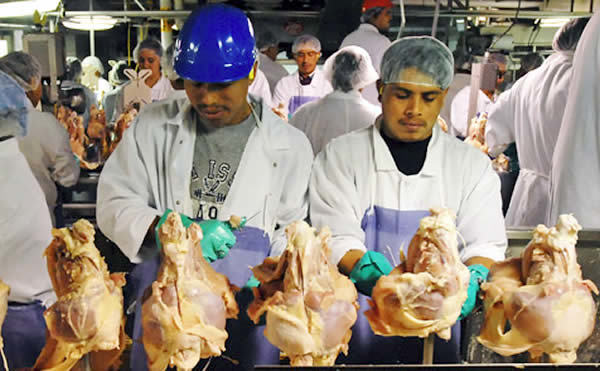 Procesos de Producción del Pollo para el consumo humano en Colombia