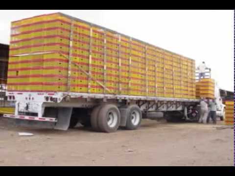 Procesos de Producción del Pollo para el consumo humano en Colombia