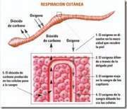 Oxígeno - Respiración animal - Fisiología Animal