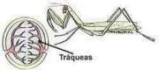 Oxígeno - Respiración animal - Fisiología Animal