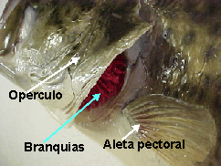 Oxígeno - Respiración animal - Fisiología Animal