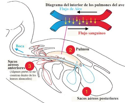 Oxígeno - Respiración animal - Fisiología Animal