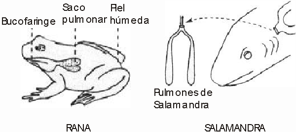 Oxígeno - Respiración animal - Fisiología Animal