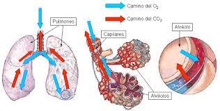 Oxígeno - Respiración animal - Fisiología Animal