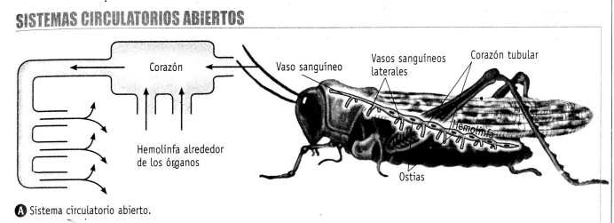 Oxígeno-Circulación en animales - Fisiología Animal