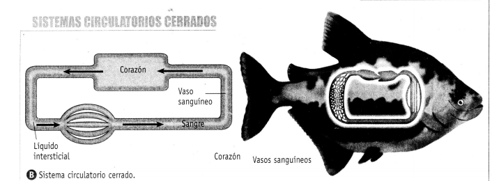 Oxígeno-Circulación en animales - Fisiología Animal