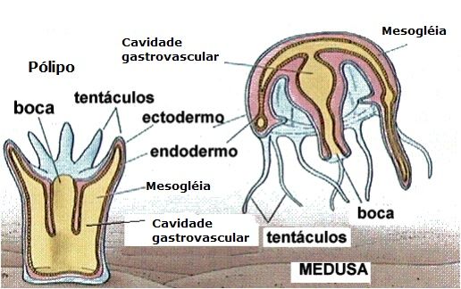 Oxígeno-Circulación en animales - Fisiología Animal