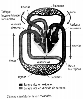 Oxígeno-Circulación en animales - Fisiología Animal