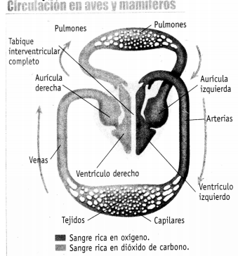 Oxígeno-Circulación en animales - Fisiología Animal