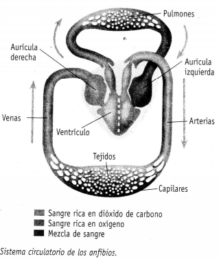 Oxígeno-Circulación en animales - Fisiología Animal
