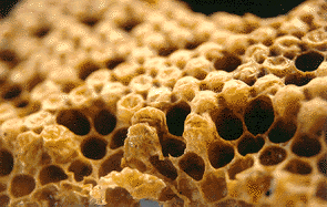 ceridos y fosfogliceridos