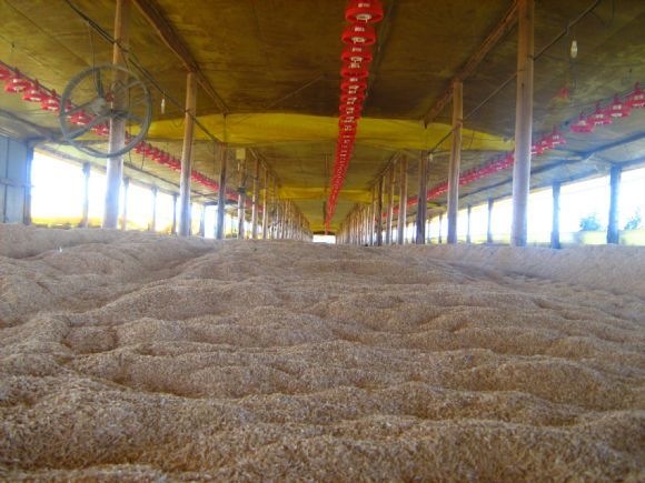 El proceso de producción de pollo para el consumo humano en Colombia