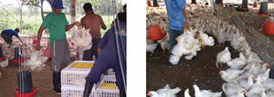 El proceso de producción de pollo para el consumo humano en Colombia