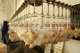 El proceso de producción de pollo para el consumo humano en Colombia