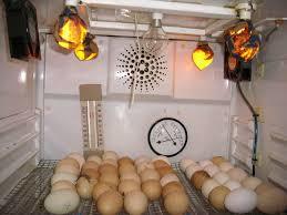 PROCESO DE PRODUCCION DEL POLLO PARA EL CONSUMO HUMANO EN COLOMBIA
