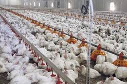 PROCESO DE PRODUCCION DEL POLLO PARA EL CONSUMO HUMANO EN COLOMBIA