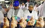 PROCESO DE PRODUCCION DEL POLLO PARA EL CONSUMO HUMANO EN COLOMBIA