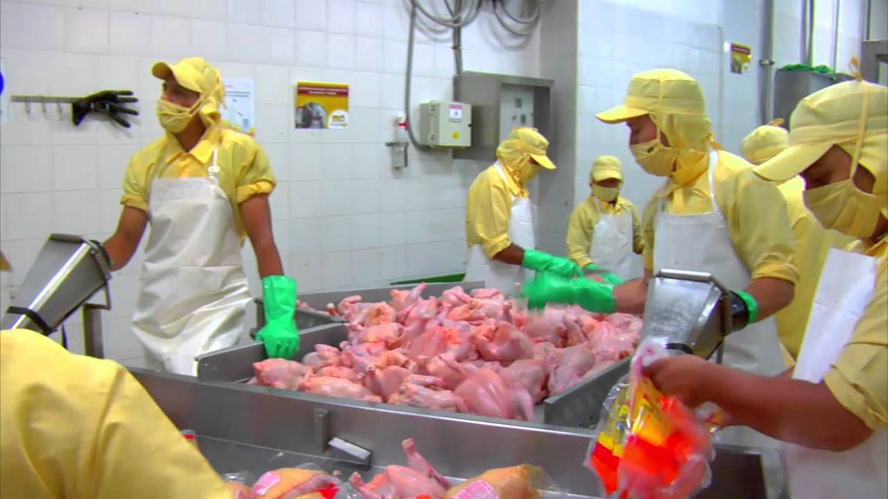 El proceso de producción de pollo para el consumo humano en Colombia