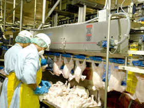 El proceso de producción de pollo para el consumo humano en Colombia