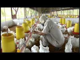 El proceso de producción de pollo para el consumo humano en Colombia