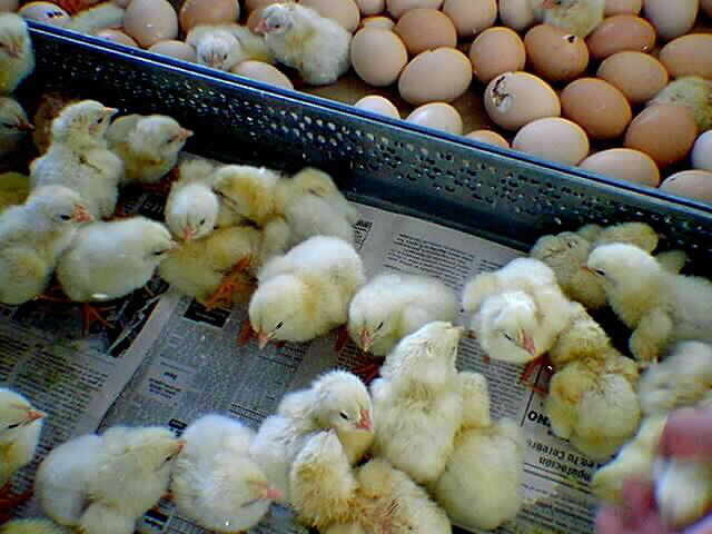 El proceso de producción de pollo para el consumo humano en Colombia