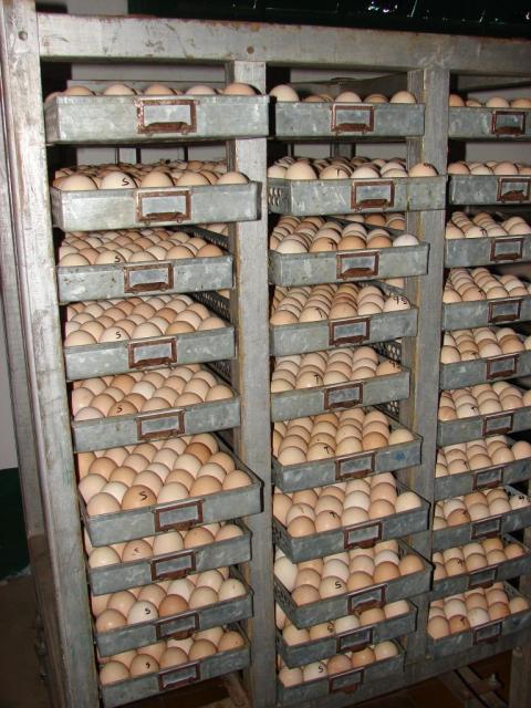 El proceso de producción de pollo para el consumo humano en Colombia