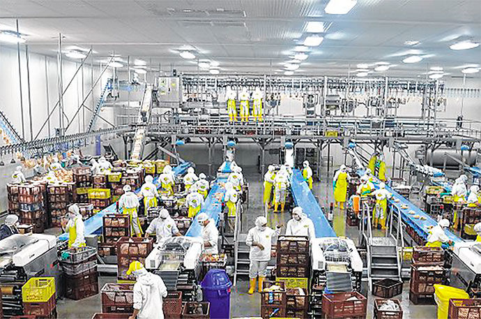 El proceso de producción de pollo para el consumo humano en Colombia