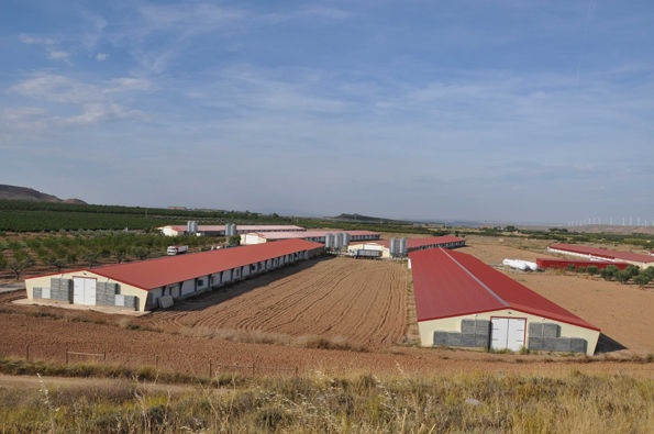 El proceso de producción de pollo para el consumo humano en Colombia