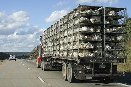 El proceso de producción de pollo para el consumo humano en Colombia