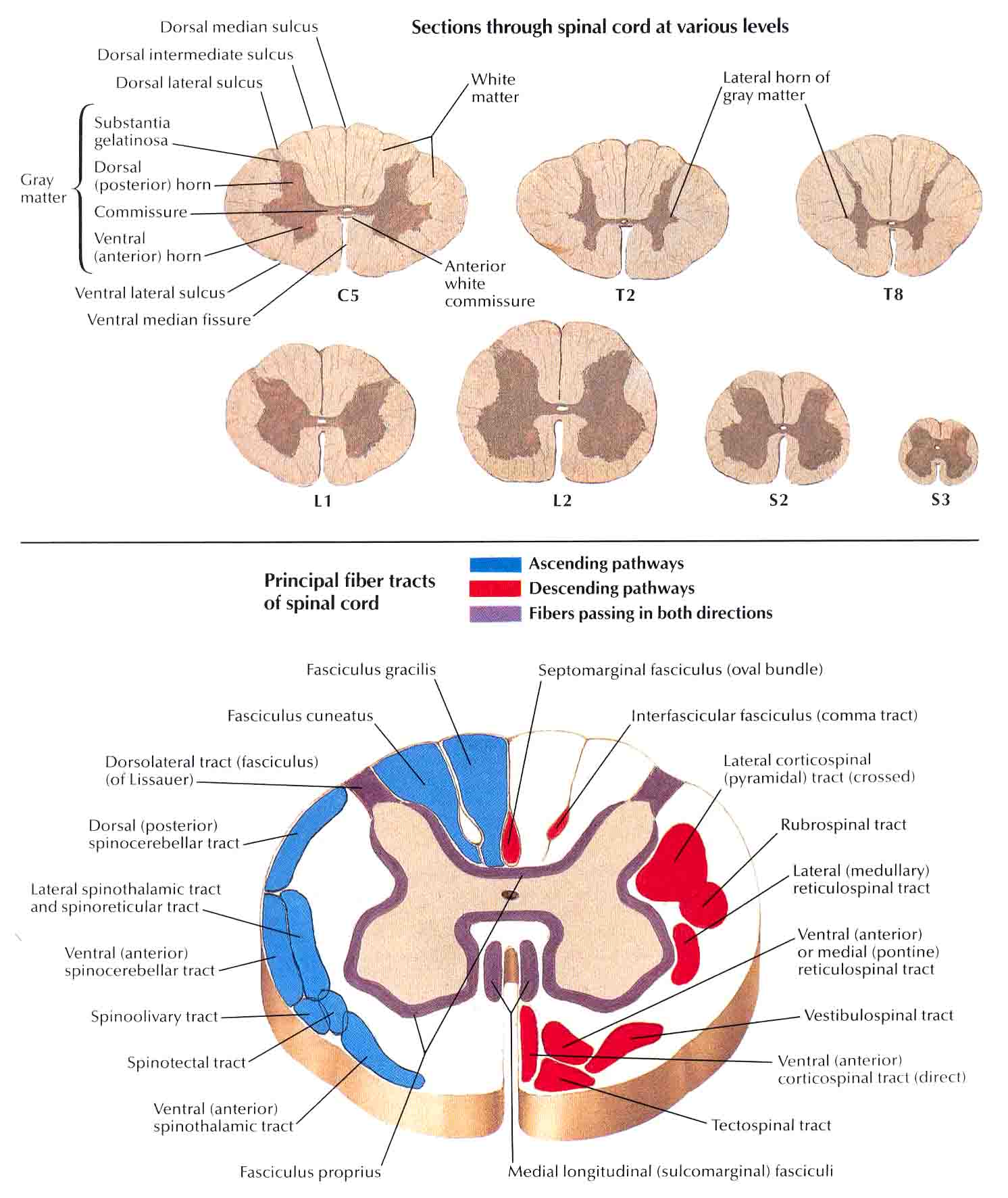 S01 - Topography of the Major Features of the Brain and Spinal Cord